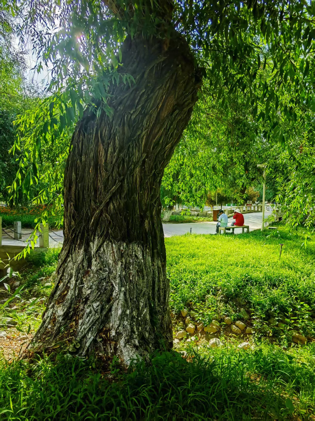 左公柳（“学习强国”记者 毕琼 摄）