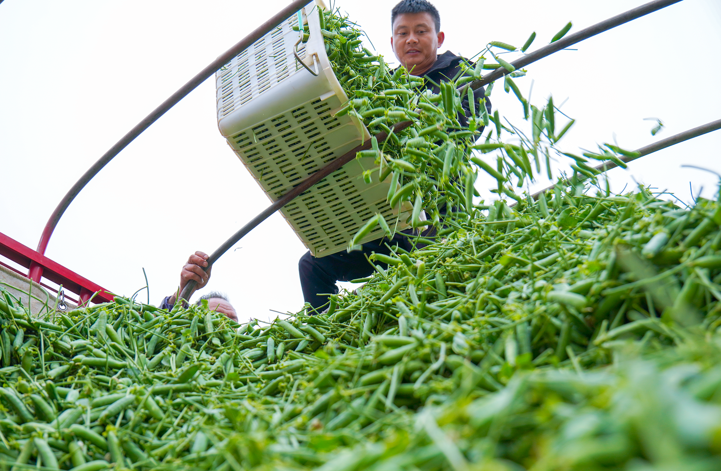 建水普雄：豌豆丰收