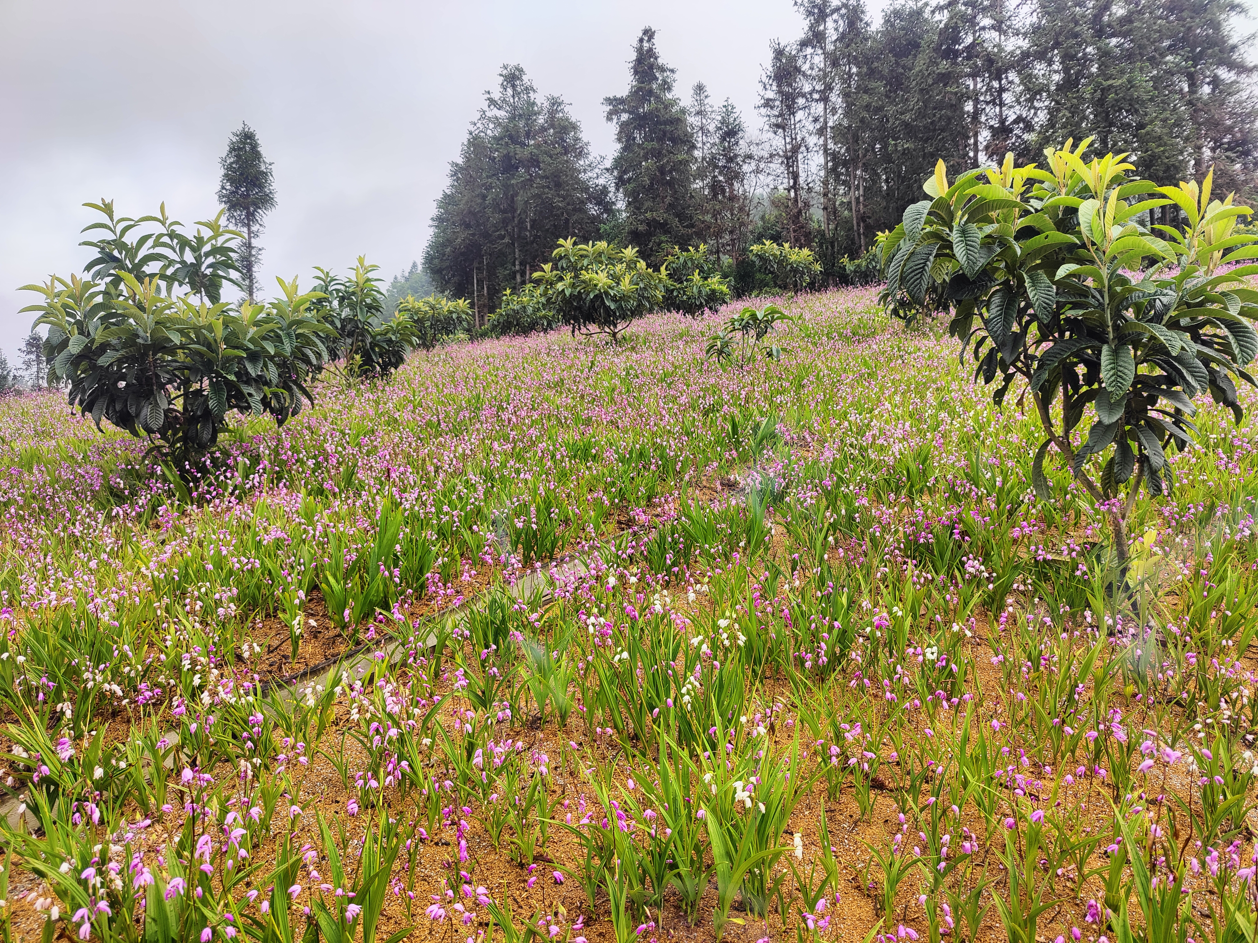 屏边县：林下生金 增收有路