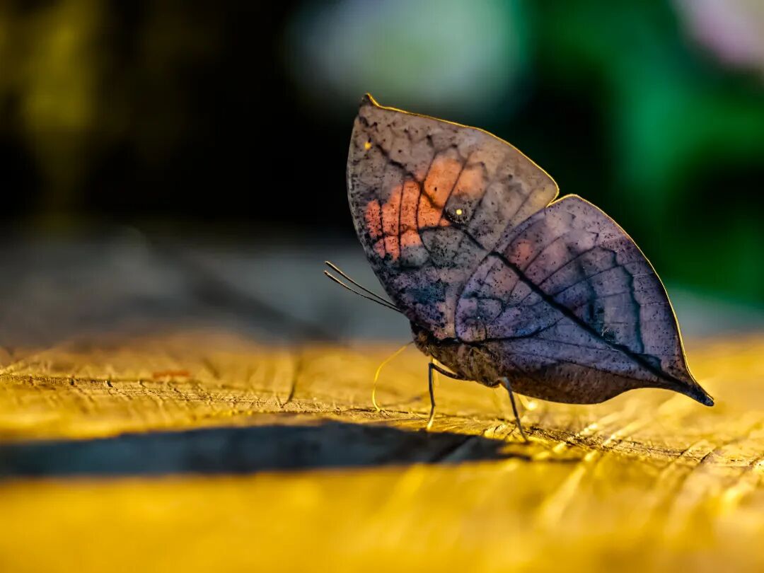 云南金平马鞍底 枯叶蛱蝶 曹辉（资料图）.jpg