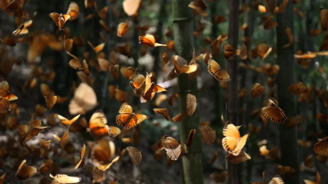 往年云南金平马鞍底翩翩起舞的蝴蝶 拍摄者 白勐  （资料图）.jpg