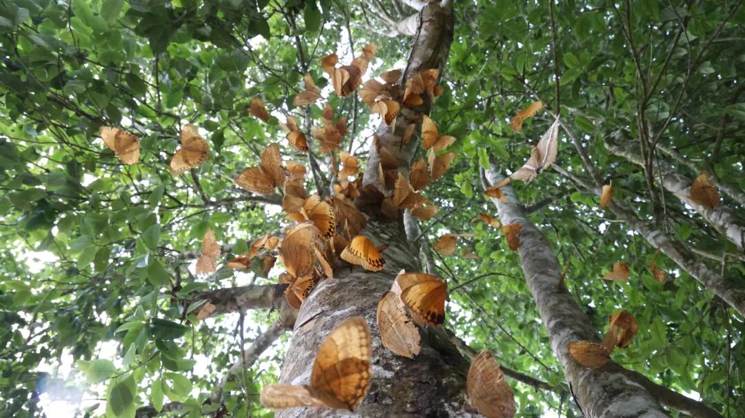 往年云南金平马鞍底翩翩起舞的蝴蝶 拍摄者 白勐 徐林贵 （资料图）1.JPG