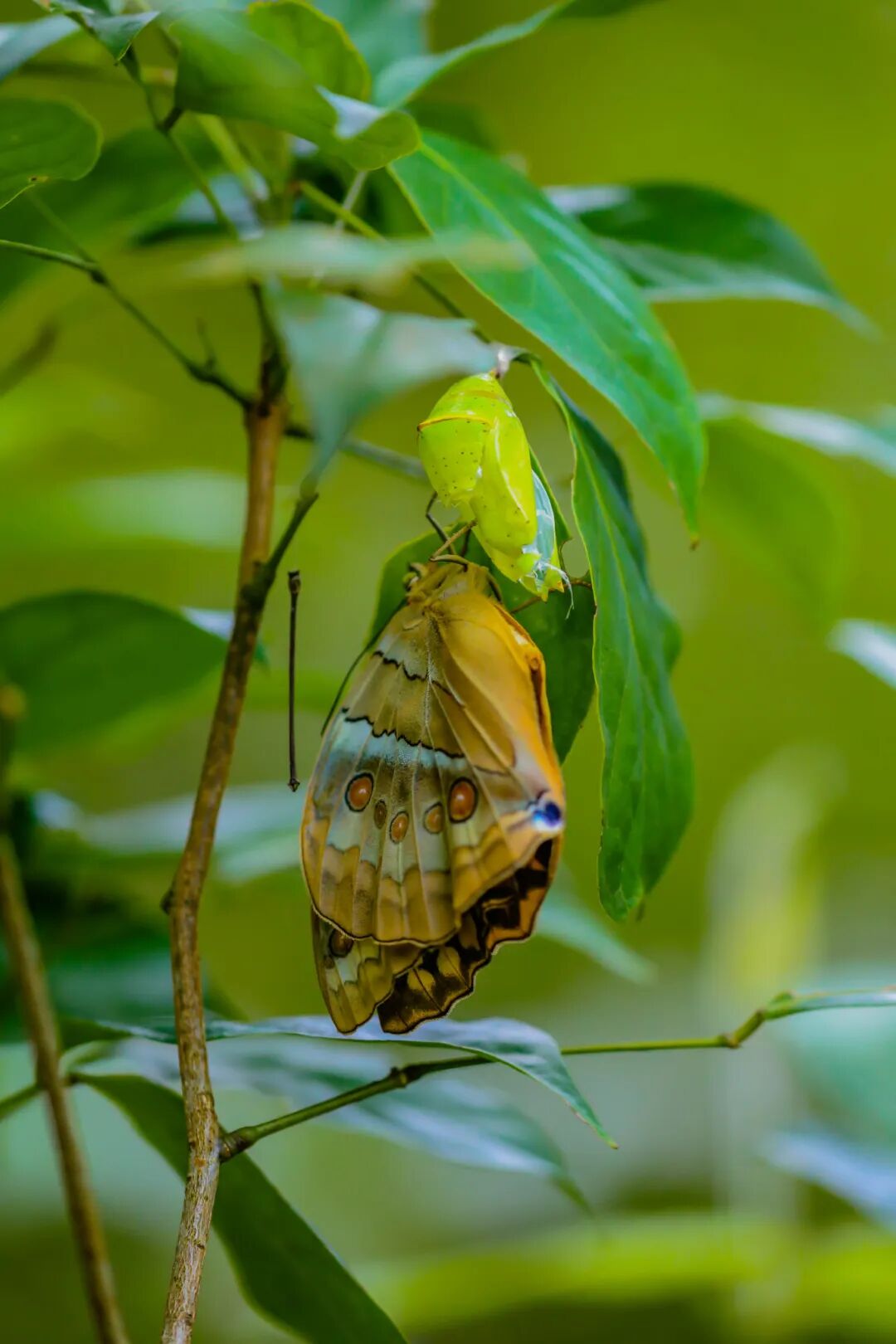云南金平马鞍底刚刚破茧的箭环蝶 曹辉摄（资料图）.jpg