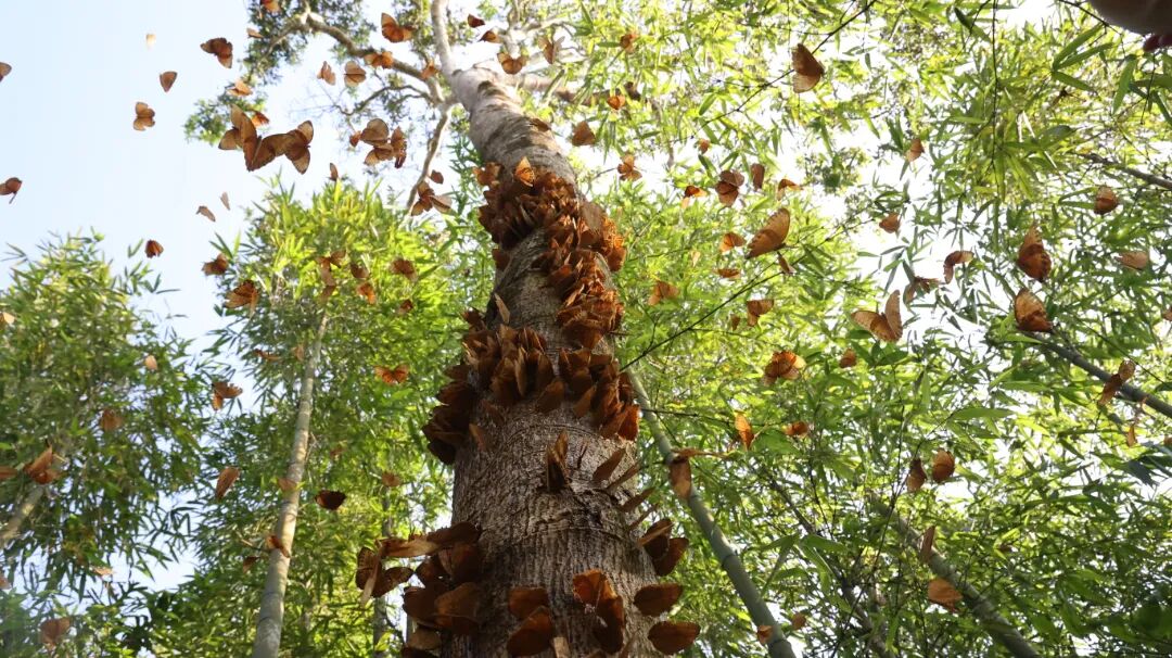 往年云南金平马鞍底翩翩起舞的蝴蝶 拍摄者 白勐 徐林贵 （资料图）.JPG
