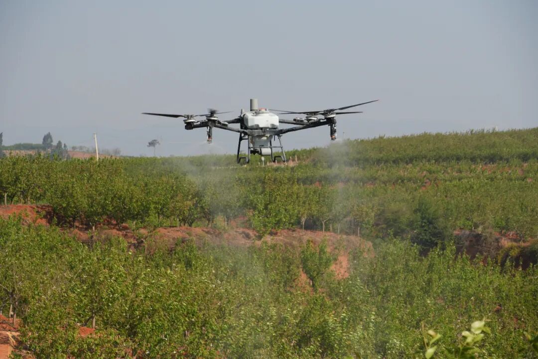 省工15%+增产15%！红河一梨农，春耕就像开了挂