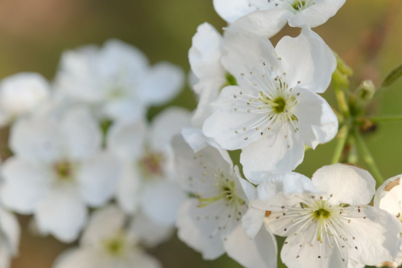 洁白无瑕的梨花 个旧市融媒体中心 王韵妤 王子豪 摄 .jpg