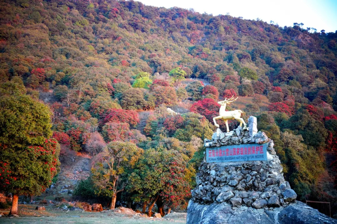 上春山，看山花烂漫丨有一种叫云南的生活之365天.jpg