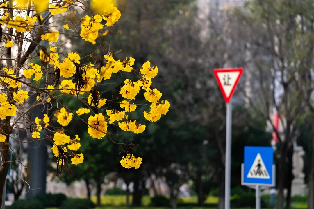 蒙自黄花风铃木3.jpg