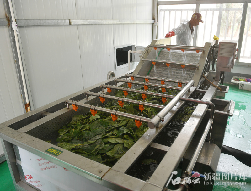 工作人员在阿克陶县陶桑缘桑果深加工有限公司生产车间清洗桑叶。
