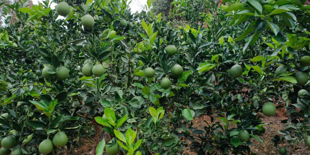 图片15.png 图片15.png