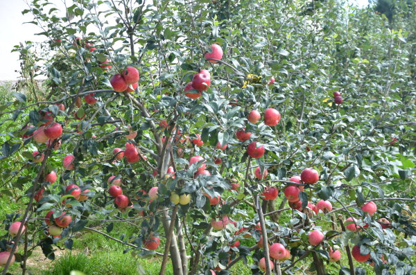 大力发展苹果产业.jpg 大力发展苹果产业.jpg