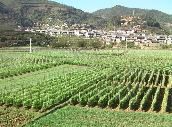 蔬菜产业.jpg 蔬菜产业.jpg