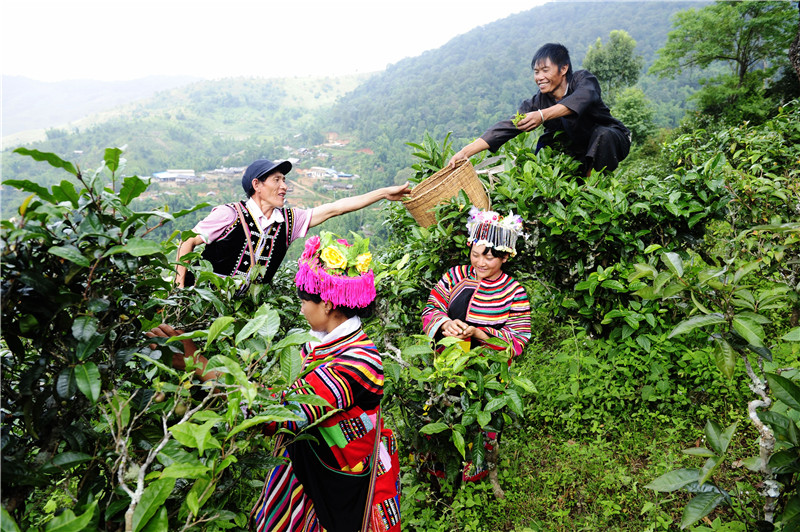 祜族群众采茶忙 佐连江摄 拍摄于勐海县勐宋村乡那卡村）.jpg