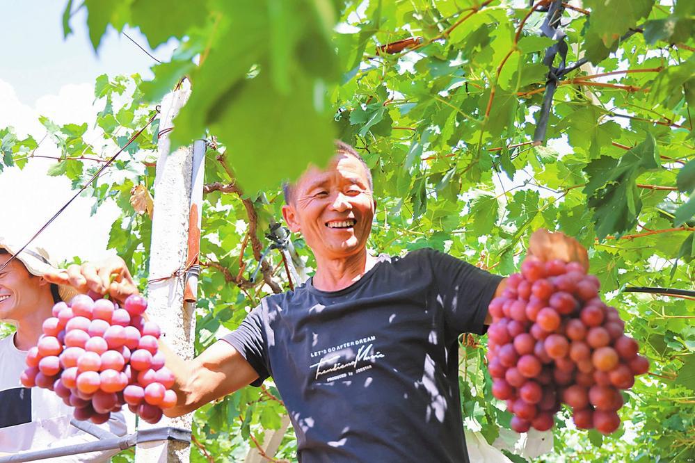 宾川县鸡足山镇新川村雁梅家庭农场 本报通讯员 杨宏毅 摄.jpg