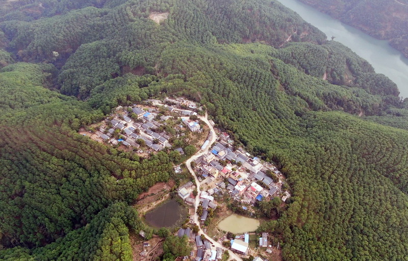 绿春县半坡乡橡胶林.JPG