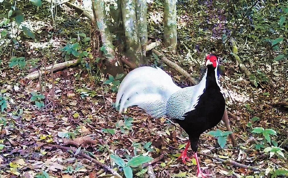 红外相机里的阿姆山