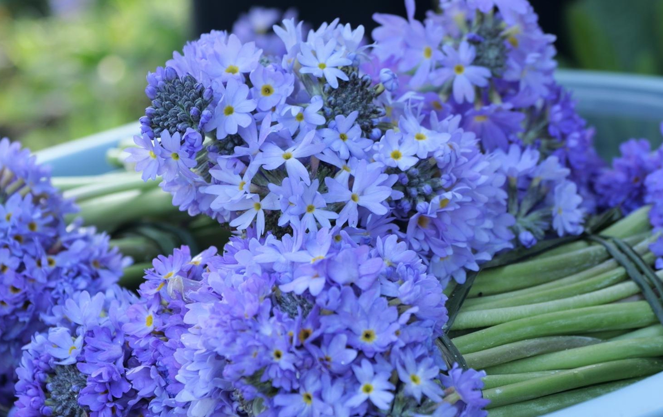 报春花开幸福来