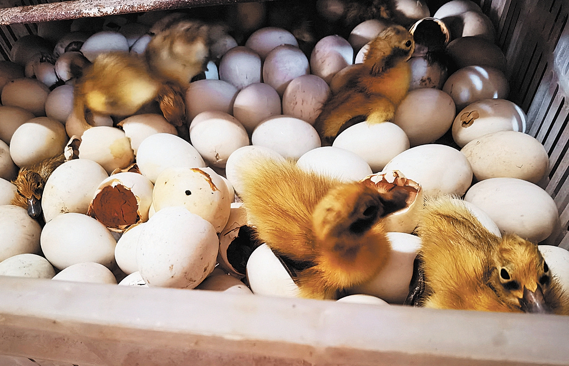 “党组织+”铺就梯田生态共富路