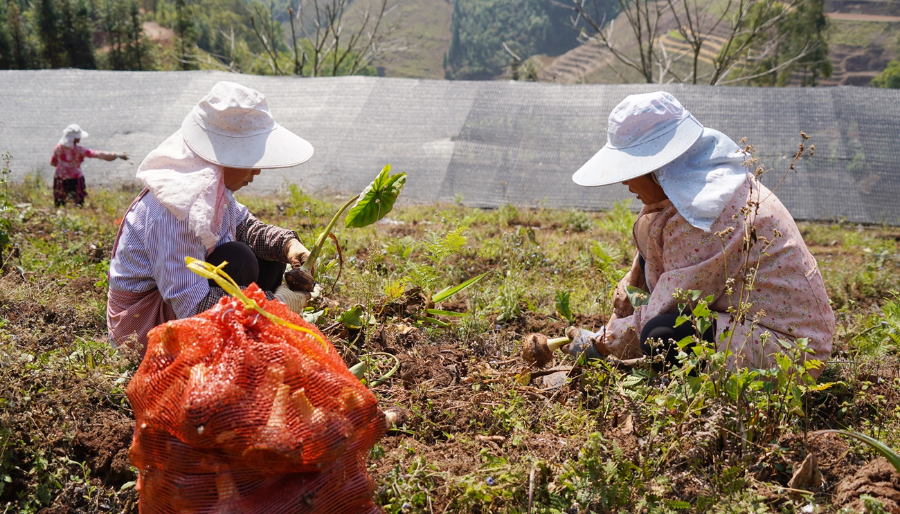 泥土里“长”出好日子