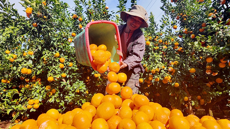 干热河谷结出“幸福果”