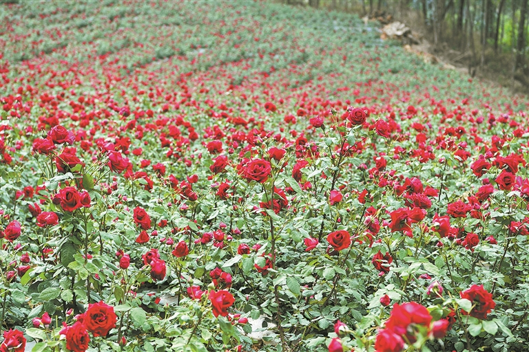 弥勒虹溪：食用玫瑰迎盛采 芳香产业促增收