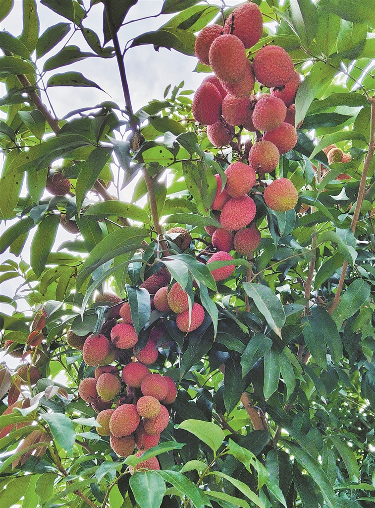 荔枝满枝头 日子有奔头