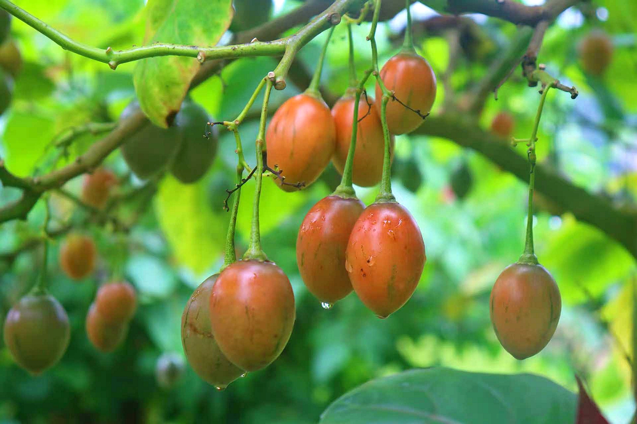 金平县沙依坡乡举办首届树番茄节